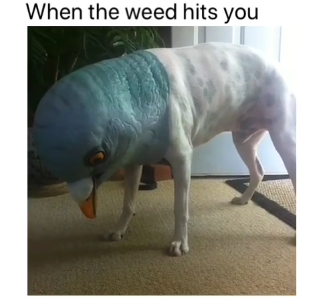 420 - weed - cursed pigeon - When the weed hits you
