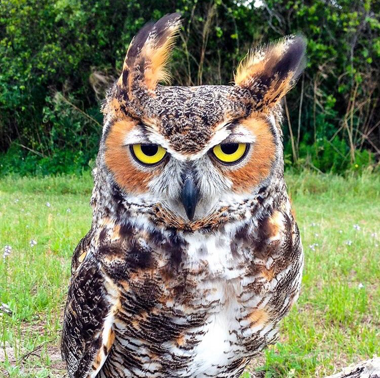 owl -