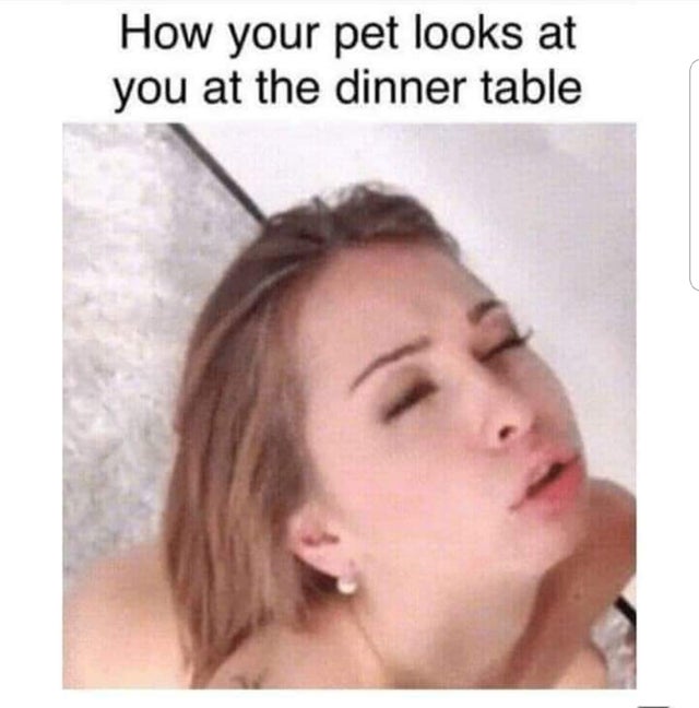 neck - How your pet looks at you at the dinner table