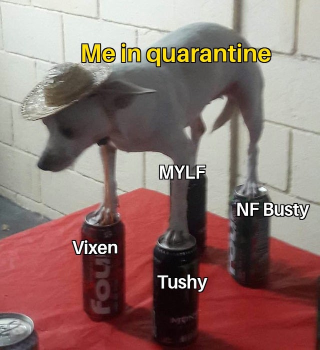 Internet meme - Me in quarantine Mylf Nf Busty Vixen Tushy