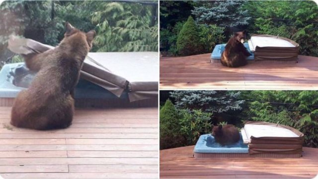 bear in hot tub meme
