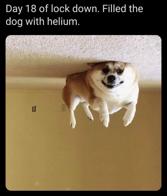 filled the dog with helium meme - Day 18 of lock down. Filled the dog with helium.