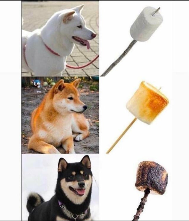 dogs burnt marshmallows