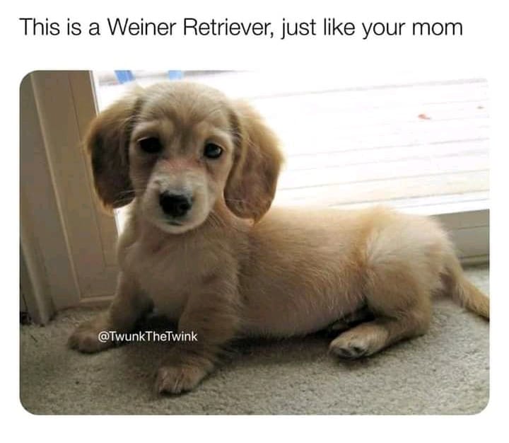 golden dox - This is a Weiner Retriever, just your mom