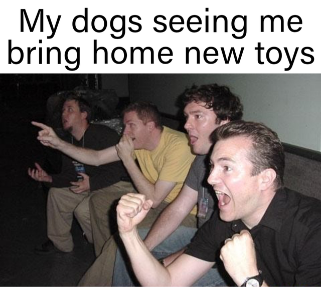 reaction guys - My dogs seeing me bring home new toys