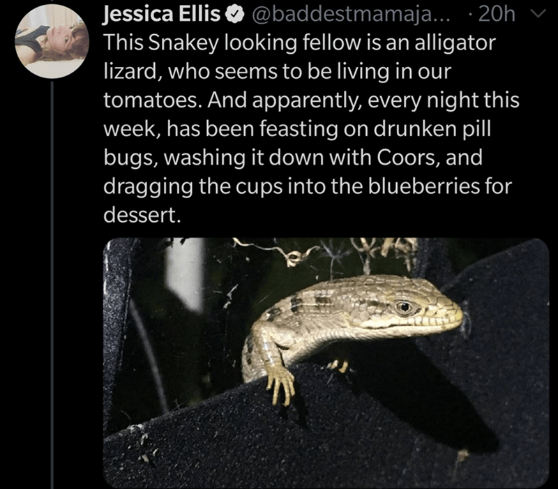 photo caption - Jessica Ellis ... 20h This Snakey looking fellow is an alligator lizard, who seems to be living in our tomatoes. And apparently, every night this week, has been feasting on drunken pill bugs, washing it down with Coors, and dragging the cu