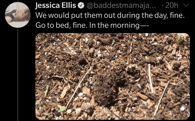 soil - Jessica Ellis ... .20h v We would put them out during the day, fine. Go to bed, fine. In the morning
