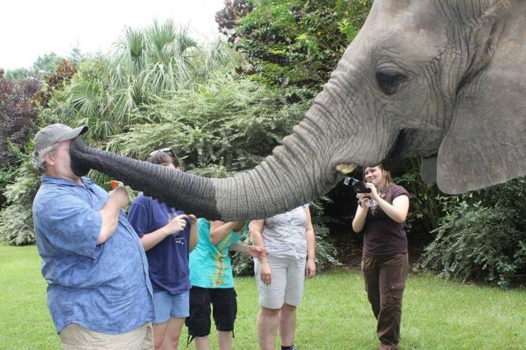 bubbles the elephant
