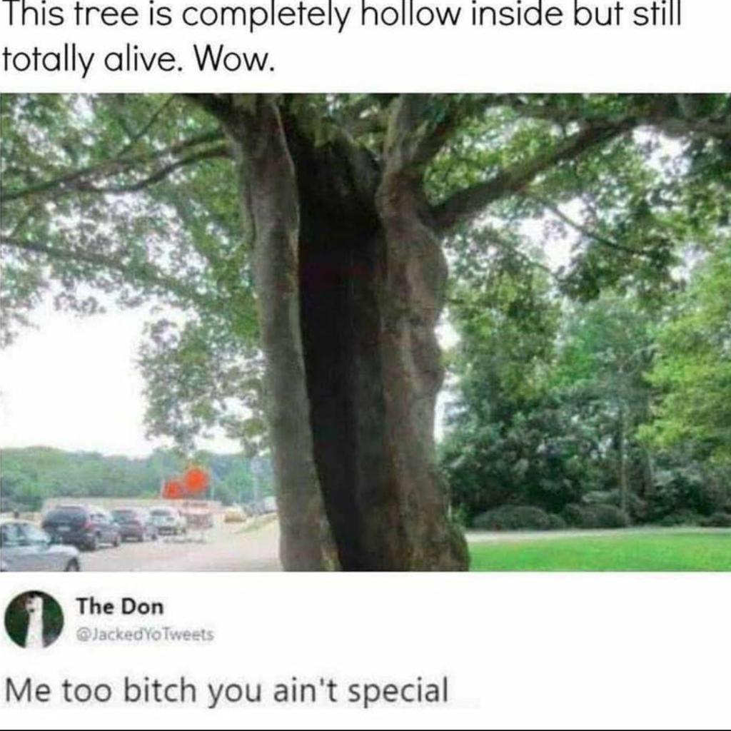 dark humor memes - this tree is completely hollow inside but still totally alive. wow. me too bitch you ain't special