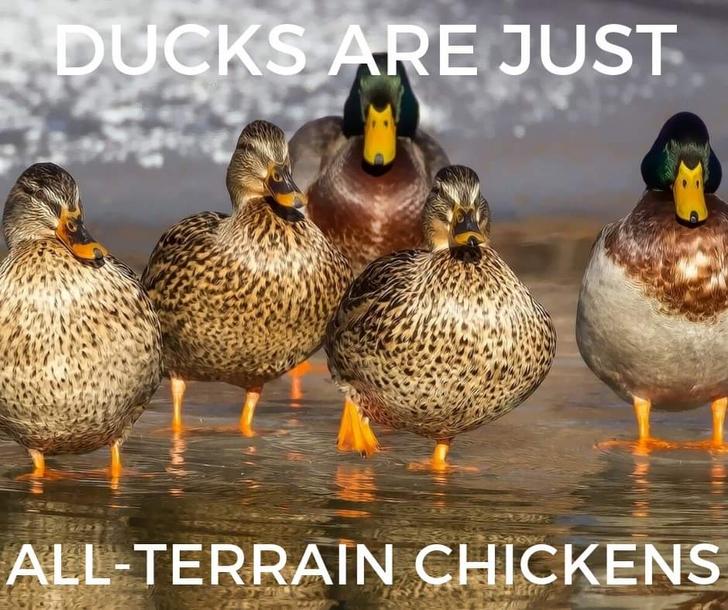 duck animal - Ducks Are Just AllTerrain Chickens