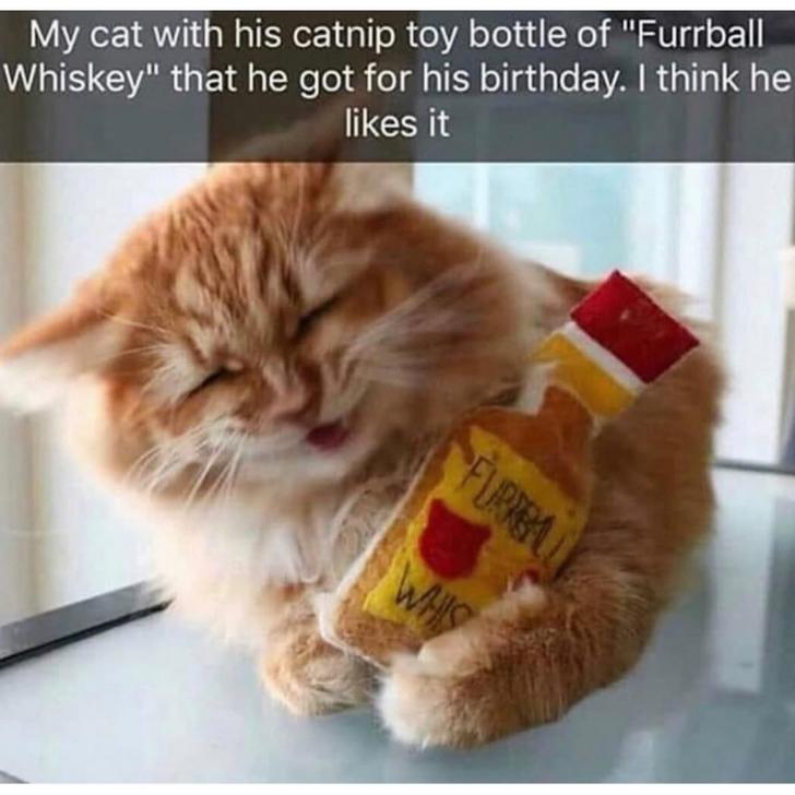 photo caption - My cat with his catnip toy bottle of