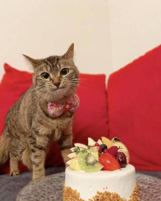 birthday kitty