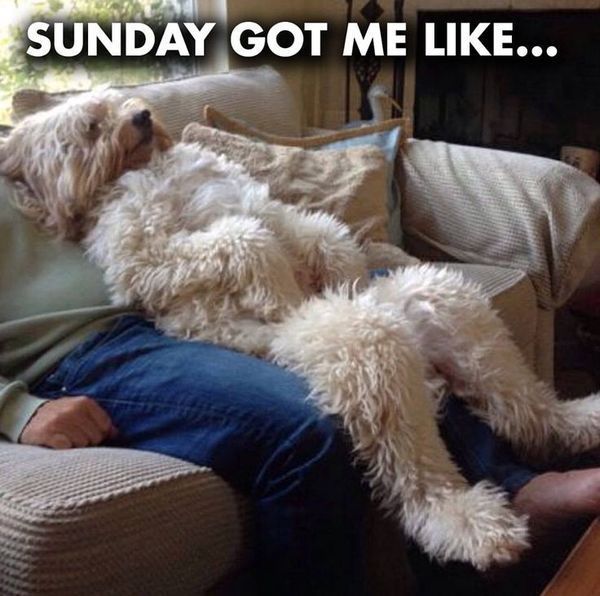 funny sunday memes - Sunday Got Me like dog on couch