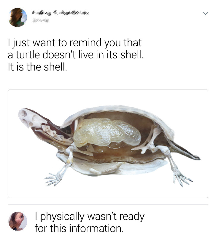 Photography - I just want to remind you that a turtle doesn't live in its shell. It is the shell. physically wasn't ready for this information.