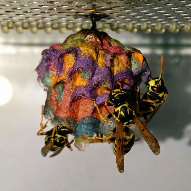 colored paper wasp nest