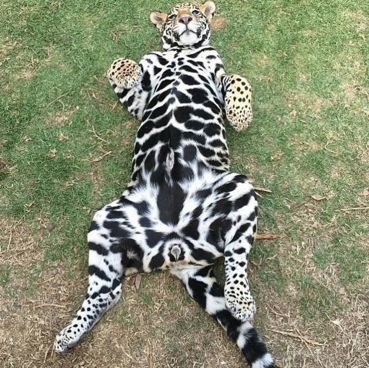 black jaguar white tiger foundation