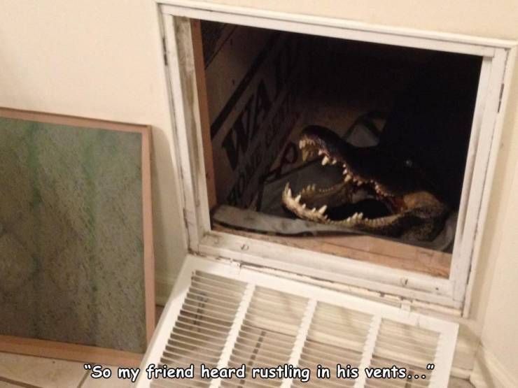 floor - "So my friend heard rustling in his vents..."