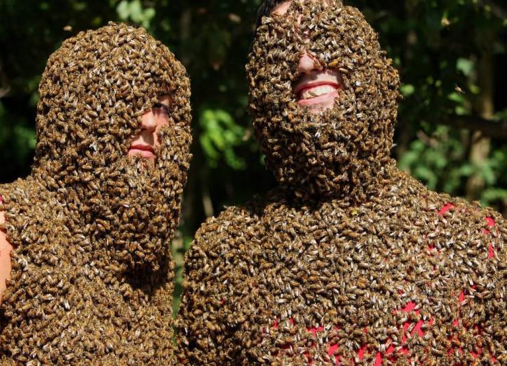 bee beard competitions
