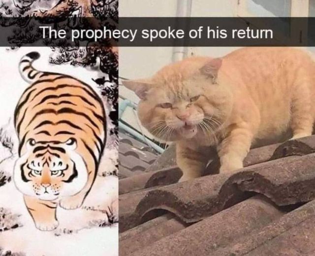 funny animal - The prophecy spoke of his return