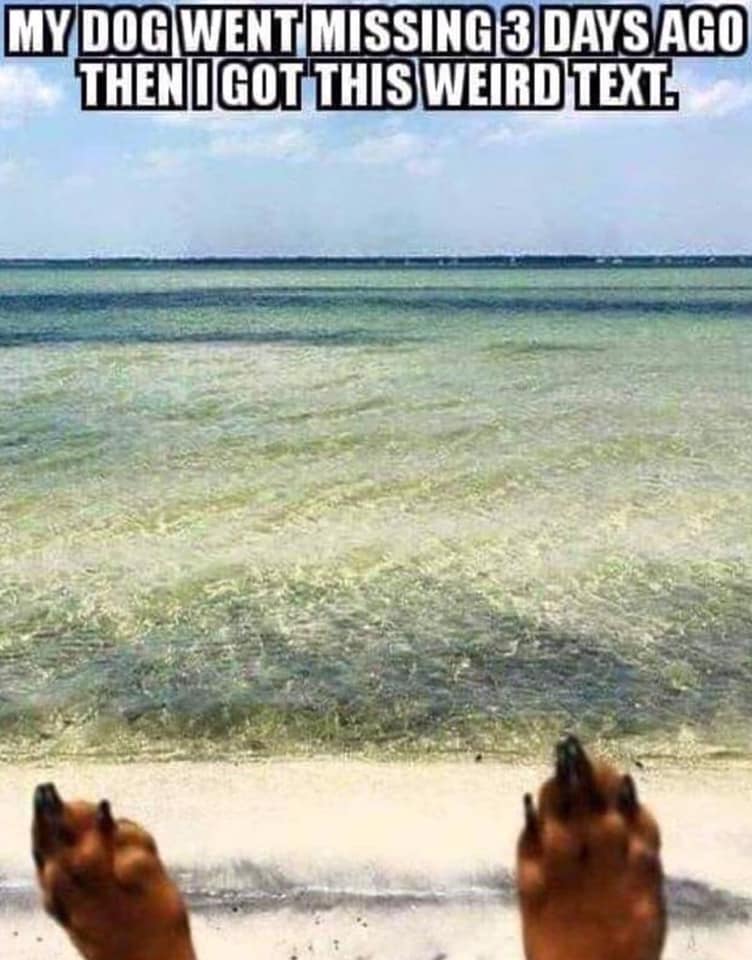 funny dogs on the beach - Mydog Went Missing 3 Days Ago Thenigotthis Weird Text.