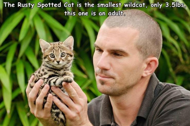 rusty spotted cat size - The Rusty Spotted Cat is the smallest wildcat, only 3.5lbs, this one is an adult.