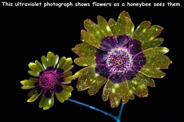 uv photography flower - This ultraviolet photograph shows flowers as a honeybee sees them.