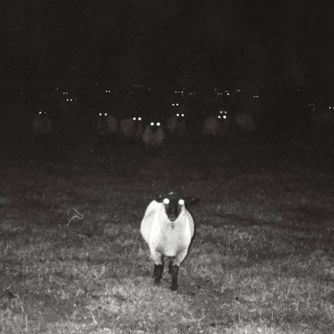 creepy sheep