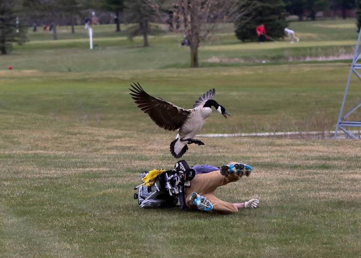 goose attacks golfer