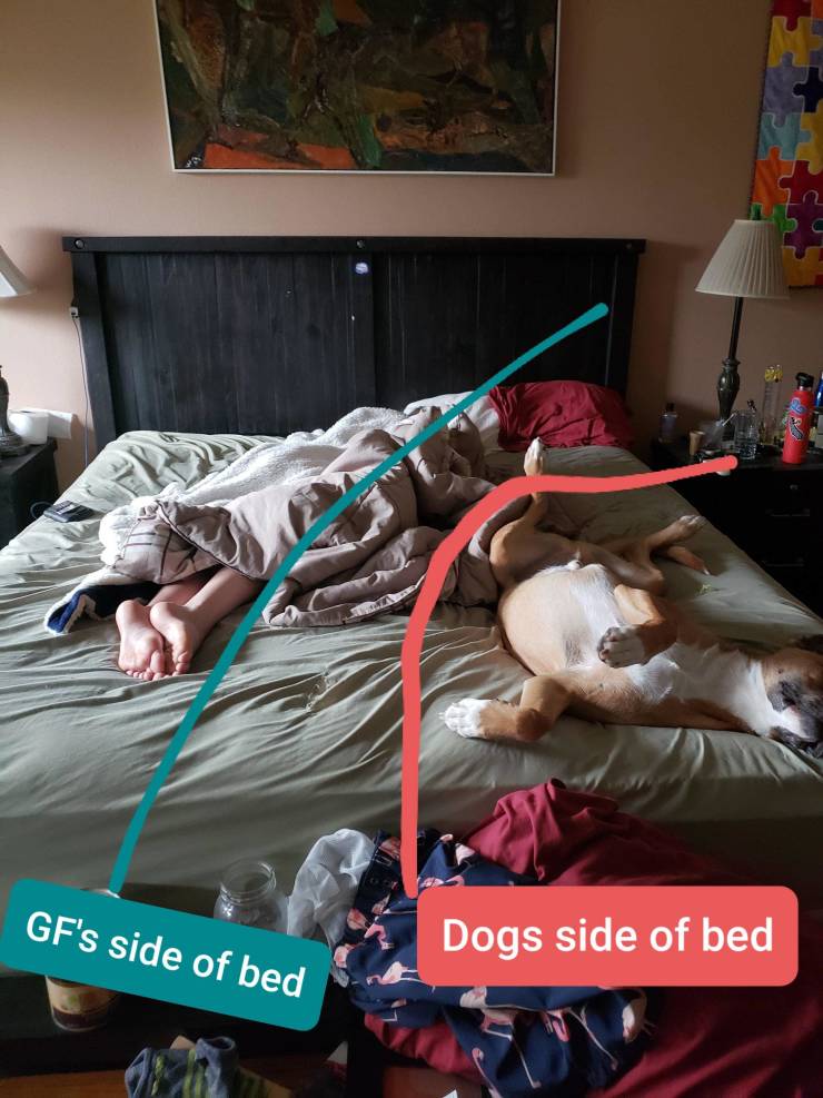 Gf's side of bed Dogs side of bed