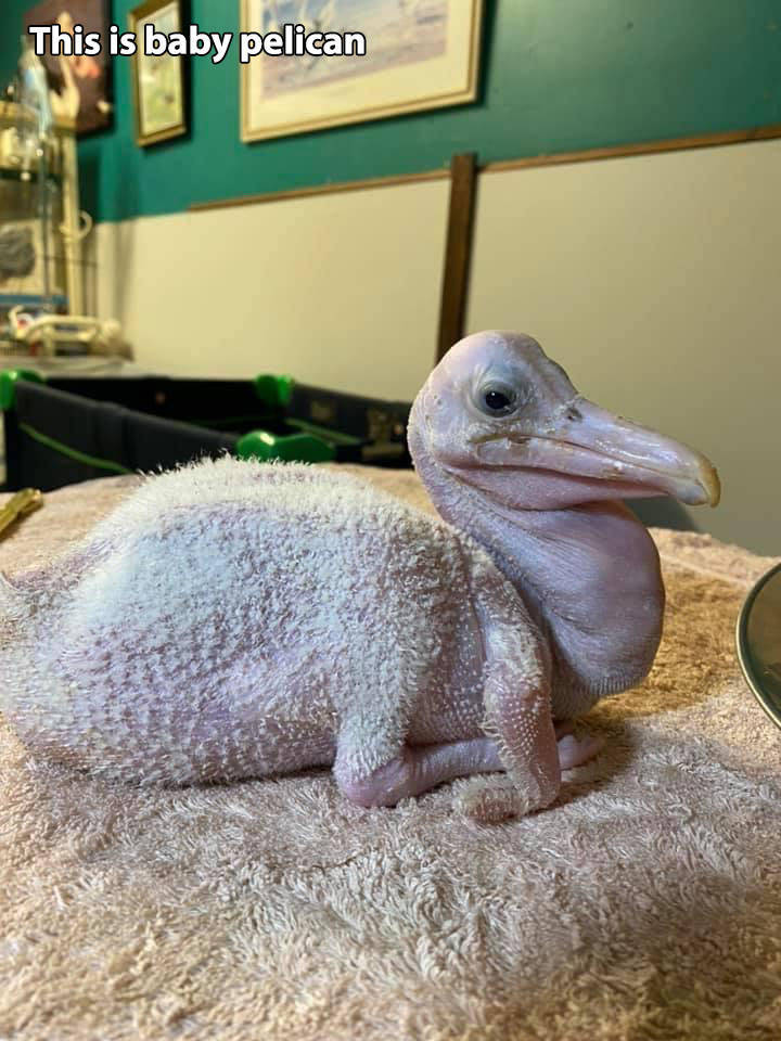 beak - This is baby pelican