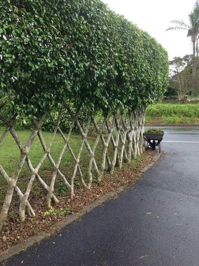 tree fence