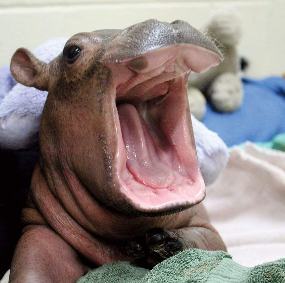 fiona the baby hippo
