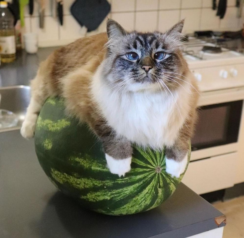 cat on a watermelon