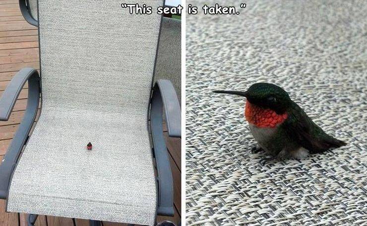 hummingbird fun memes - "This seat is taken."