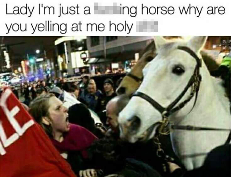 Lady I'm just a fucking horse why are you yelling at me holy shit
