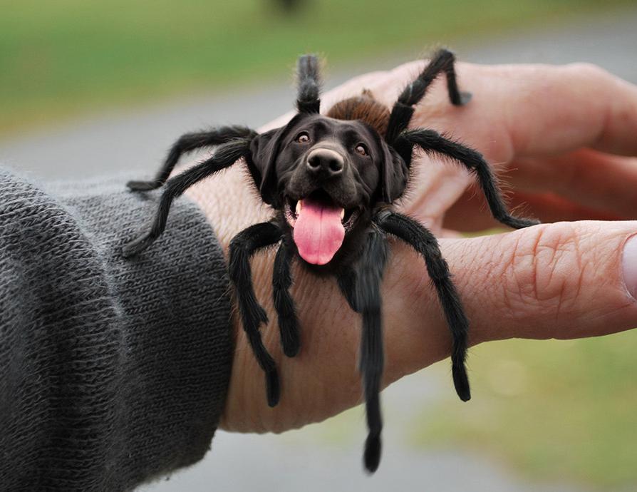 dog spider