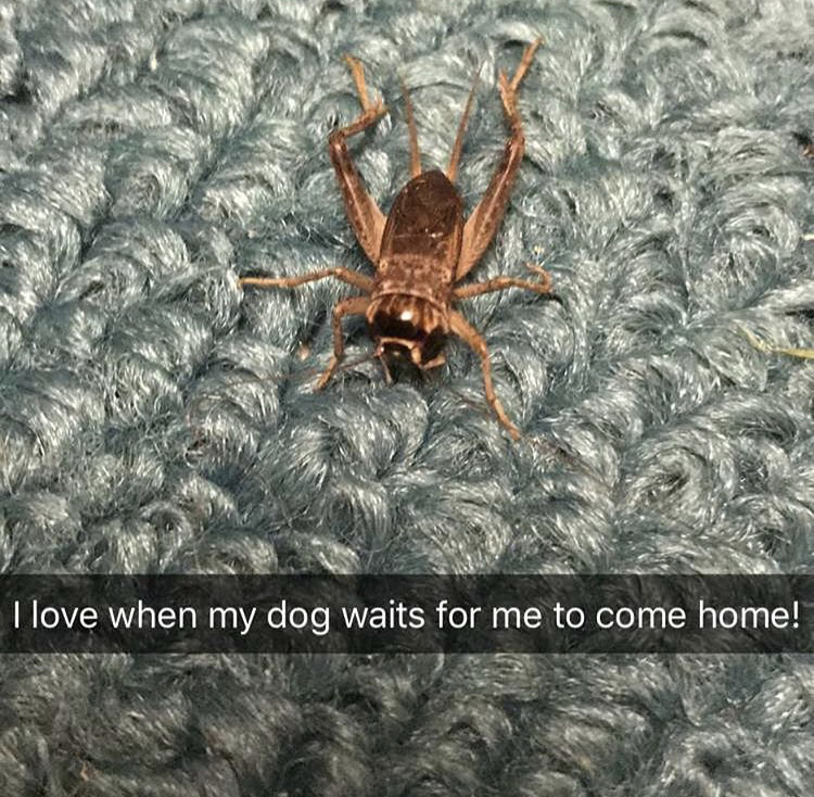 hugeplateofketchup8 jackson weimer tarantula - I love when my dog waits for me to come home!
