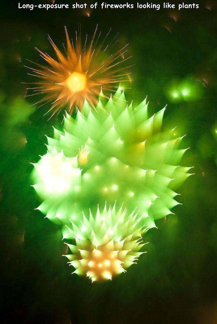 long exposure fireworks - Longexposure shot of fireworks looking plants