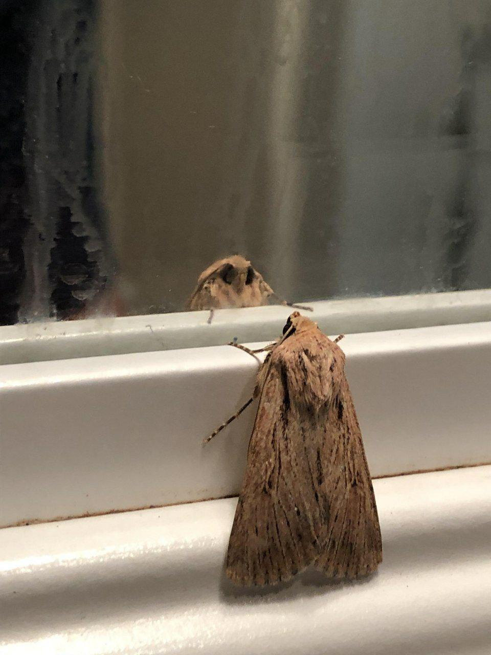 moth having a crisis