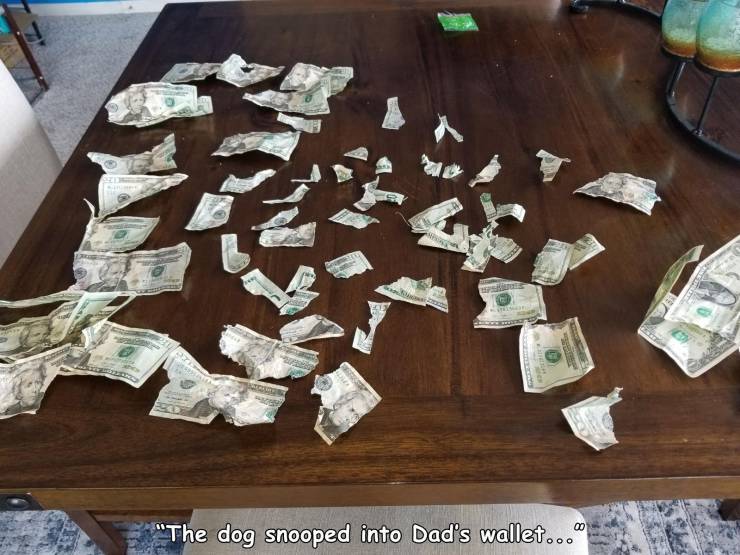 cash - "The dog snooped into Dad's wallet..."