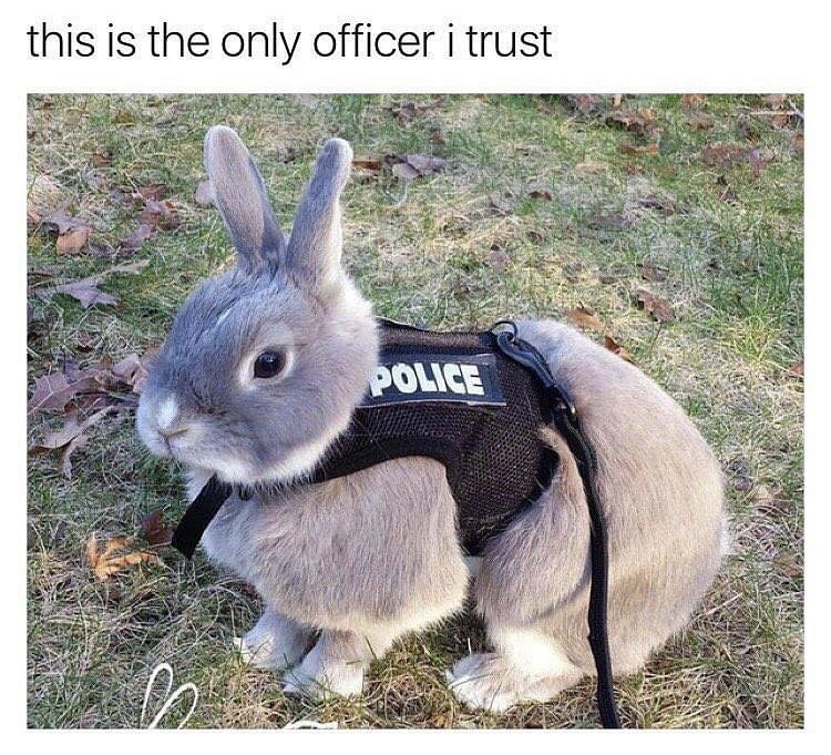 bun bun meme - this is the only officer i trust Police