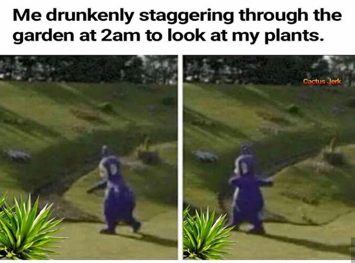 funny garden memes - do you ever walk to the beat - Me drunkenly staggering through the garden at 2am to look at my plants. Cactus Jerk