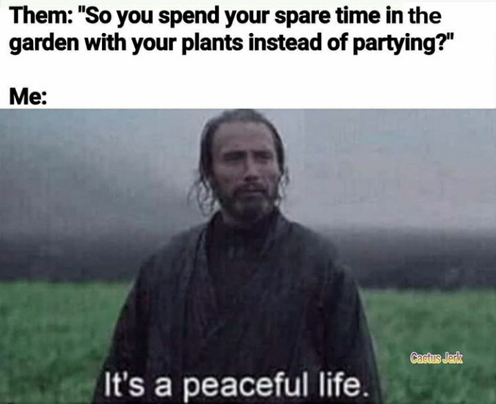 funny garden memes - rogue one farming meme - Them "So you spend your spare time in the garden with your plants instead of partying?" Me Cactus Jerk It's a peaceful life.