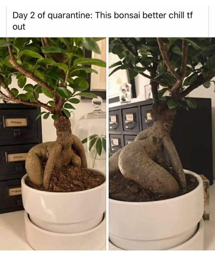 funny garden memes - funny quarantine memes - Day 2 of quarantine This bonsai better chill tf out Create plans