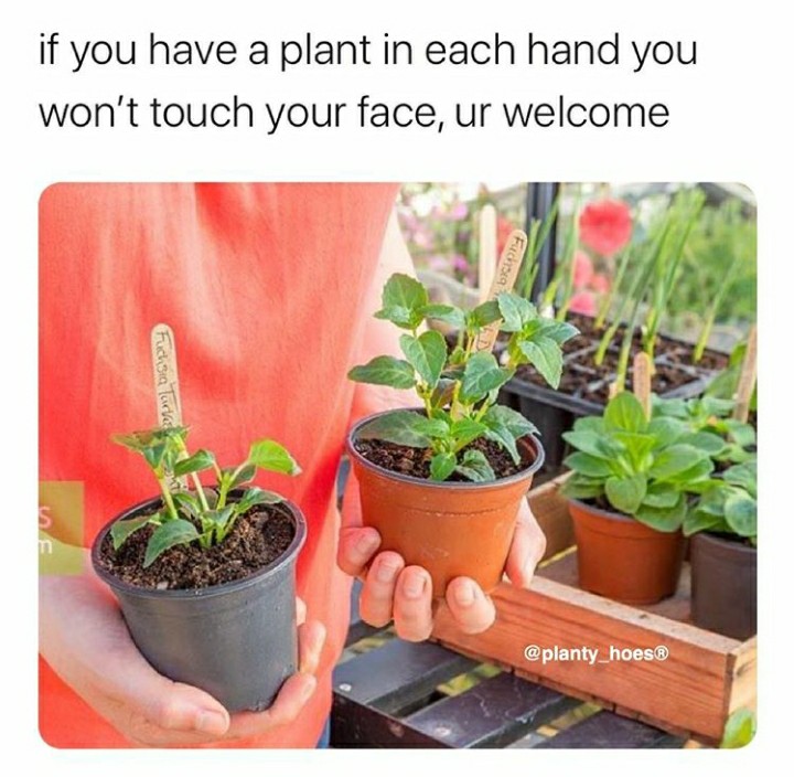 funny garden memes - flowerpot - if you have a plant in each hand you won't touch your face, ur welcome Fuchsia Fuchsia Turks $