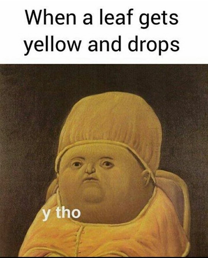 funny garden memes - religion - When a leaf gets yellow and drops y tho