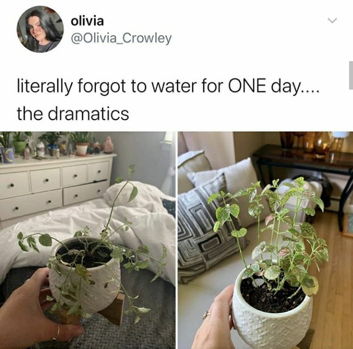 funny garden memes - flowerpot - olivia literally forgot to water for One day.... the dramatics