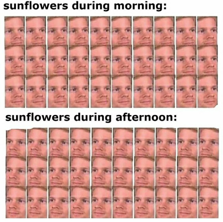 funny garden memes - material - sunflowers during morning sunflowers during afternoon