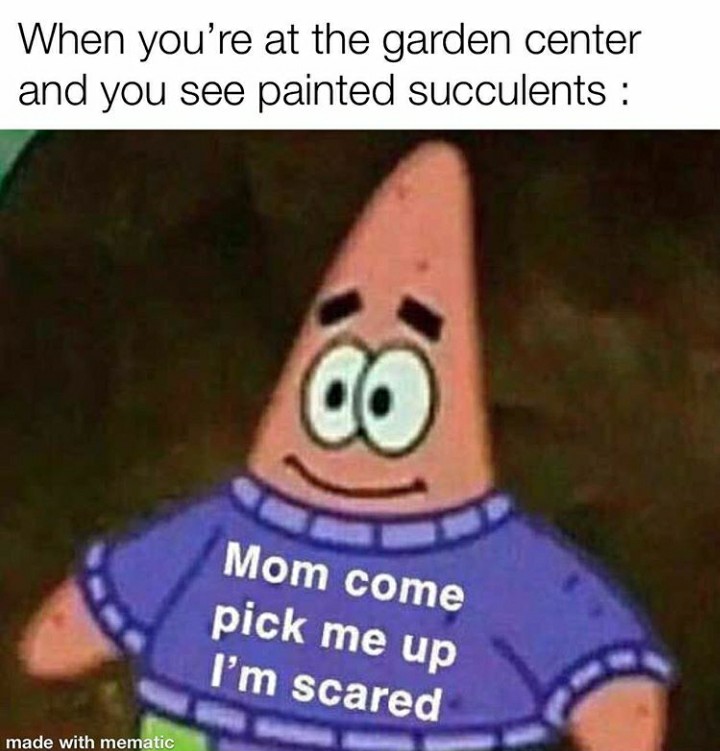 funny garden memes - pls nerf meme - When you're at the garden center and you see painted succulents Co Mom come pick me up I'm scared made with mematic