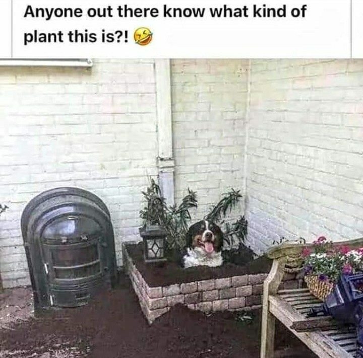 funny garden memes - Anyone out there know what kind of plant this is?!